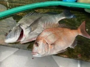 民宿とねの2022年5月21日(土)2枚目の写真