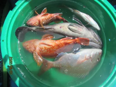 大洗丸の2022年6月1日(水)3枚目の写真