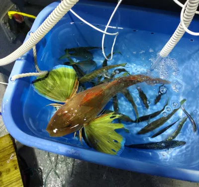 遊漁船ビックボーイの2022年6月22日(水)5枚目の写真