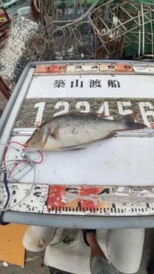 築山渡船の2022年7月9日(土)4枚目の写真
