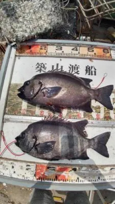 築山渡船の2022年7月11日(月)1枚目の写真