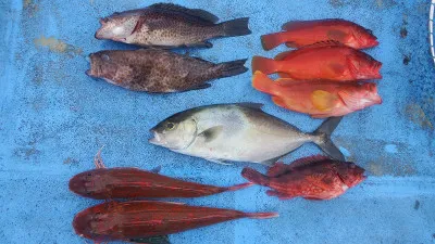 真珠・山本釣り筏の2022年7月20日(水)1枚目の写真