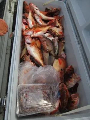 鈴木釣具店の2022年7月25日(月)1枚目の写真