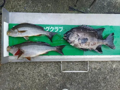 マルヒサ渡船の2022年8月6日(土)2枚目の写真