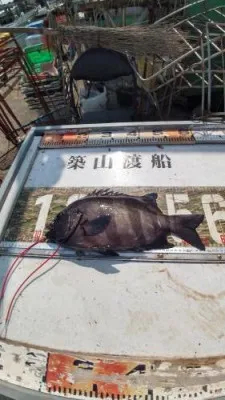 築山渡船の2022年8月6日(土)3枚目の写真