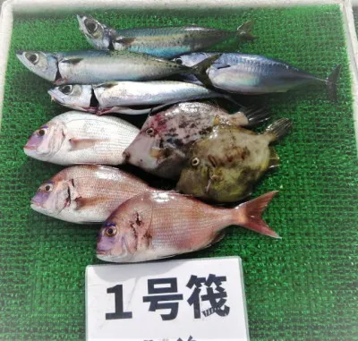 三重外湾漁協 錦事業所直営 釣り筏の2022年8月20日(土)1枚目の写真