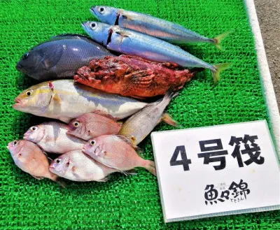 三重外湾漁協 錦事業所直営 釣り筏の2022年9月30日(金)4枚目の写真