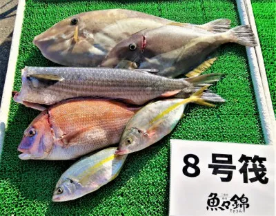 三重外湾漁協 錦事業所直営 釣り筏の2022年10月2日(日)3枚目の写真