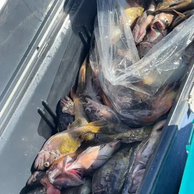 釣船オホーツク 光海丸 慶福丸の2022年10月9日(日)3枚目の写真