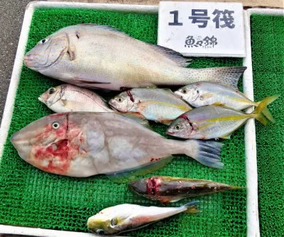 三重外湾漁協 錦事業所直営 釣り筏の2022年10月12日(水)1枚目の写真