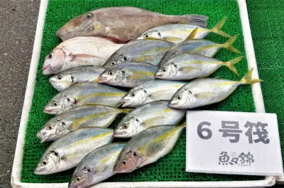 三重外湾漁協 錦事業所直営 釣り筏の2022年10月12日(水)4枚目の写真