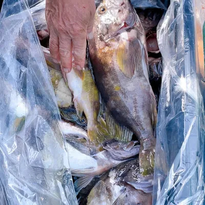 釣船オホーツク 光海丸 慶福丸の2022年10月16日(日)1枚目の写真