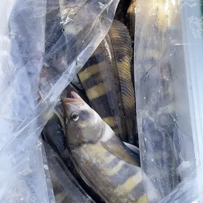 釣船オホーツク 光海丸 慶福丸の2022年10月16日(日)2枚目の写真