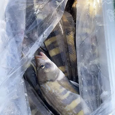釣船オホーツク 光海丸 慶福丸の2022年10月16日(日)2枚目の写真