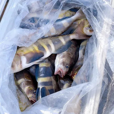 釣船オホーツク 光海丸 慶福丸の2022年10月16日(日)3枚目の写真
