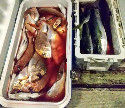 京都府久美浜 大向 海洋丸の釣果詳細 釣果 施設情報 釣りビジョン 釣果 施設情報 釣りビジョン