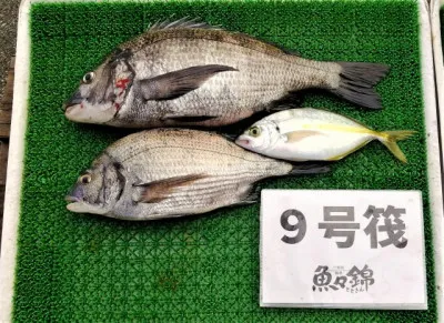 三重外湾漁協 錦事業所直営 釣り筏の2022年10月16日(日)3枚目の写真