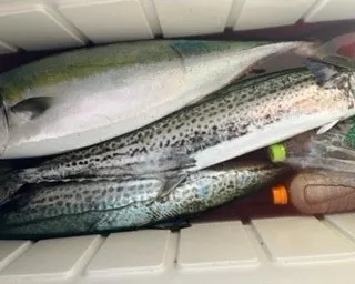 釣り船 大翔丸の2022年11月28日(月)4枚目の写真