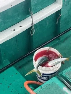 釣り船 大翔丸の2022年11月30日(水)4枚目の写真