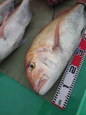 安延遊漁　建鳳丸の2022年12月3日(土)2枚目の写真