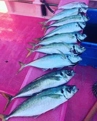 第八幸松丸の2022年12月8日(木)3枚目の写真