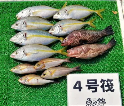 三重外湾漁協 錦事業所直営 釣り筏の2022年10月23日(日)3枚目の写真