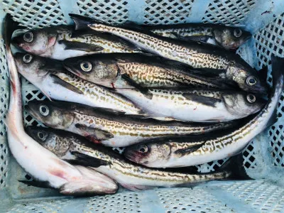 漁恵丸の2023年1月6日(金)1枚目の写真