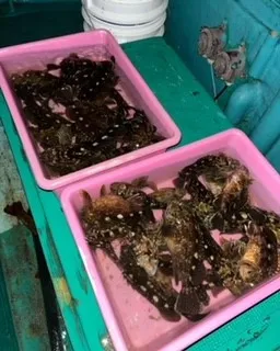 釣り船 大翔丸の2023年1月6日(金)4枚目の写真