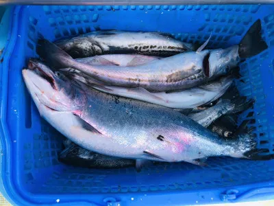 漁恵丸の2023年1月8日(日)2枚目の写真