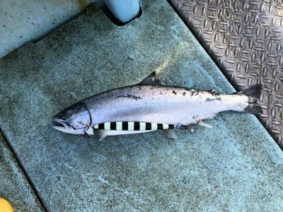 漁恵丸の2023年1月16日(月)3枚目の写真