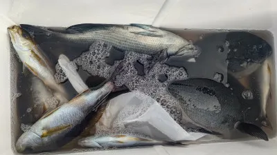 清家渡船の2023年1月17日(火)2枚目の写真