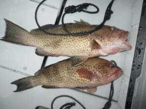 絢美丸の2022年12月28日(水)4枚目の写真