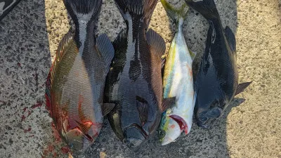 清家渡船の2023年1月20日(金)2枚目の写真