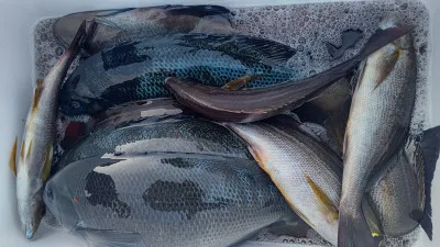 清家渡船の2023年1月21日(土)2枚目の写真