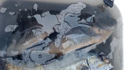 清家渡船の2023年1月21日(土)3枚目の写真