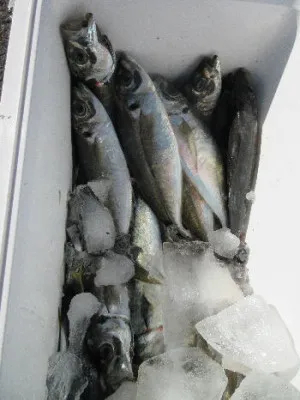 中山総合釣センター・海遊の2023年1月3日(火)5枚目の写真
