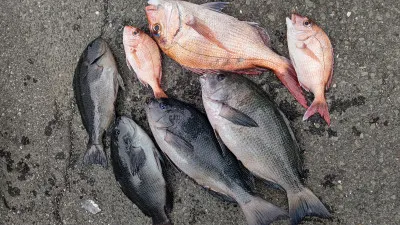 清家渡船の2023年1月22日(日)1枚目の写真