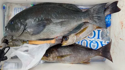 清家渡船の2023年1月22日(日)4枚目の写真