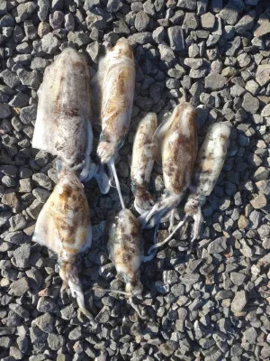 ふかしま丸の2023年1月3日(火)1枚目の写真