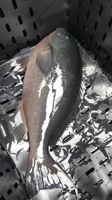 清家渡船の2023年1月29日(日)2枚目の写真