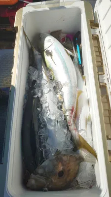 釣り船 秀進丸の2023年1月31日(火)4枚目の写真