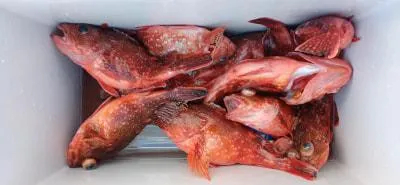 Fishing MOLA MOLAの2023年2月5日(日)1枚目の写真