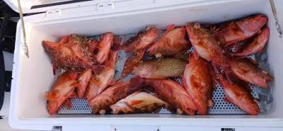 Fishing MOLA MOLAの2023年2月5日(日)2枚目の写真