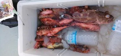 Fishing MOLA MOLAの2023年2月5日(日)3枚目の写真