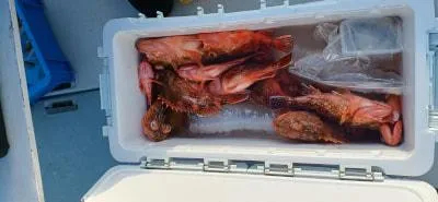 Fishing MOLA MOLAの2023年2月5日(日)4枚目の写真