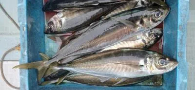 Fishing MOLA MOLAの2023年2月7日(火)2枚目の写真