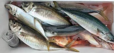 Fishing MOLA MOLAの2023年2月7日(火)3枚目の写真