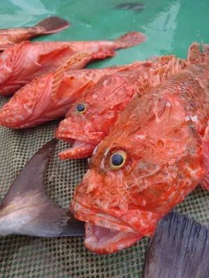 安延遊漁 建鳳丸の2023年2月9日(木)2枚目の写真