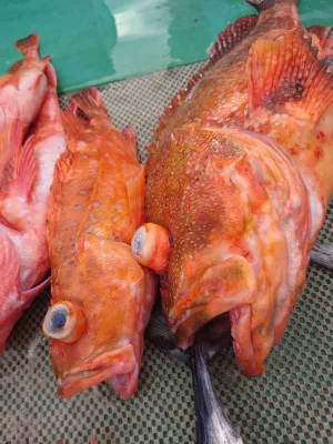 安延遊漁 建鳳丸の2023年2月9日(木)3枚目の写真