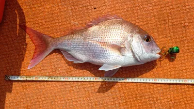 清家渡船の2023年2月12日(日)2枚目の写真